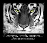 Фотография Мустанг