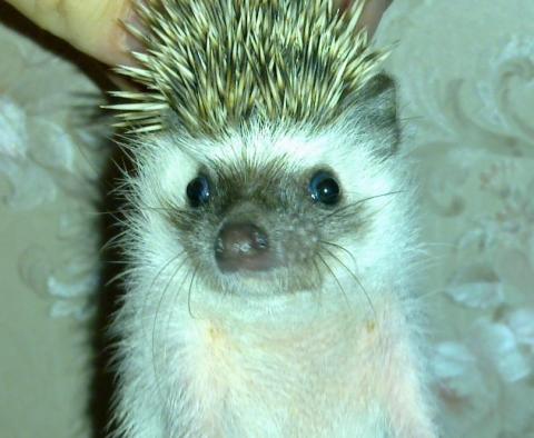 Фотография CelExiv 205