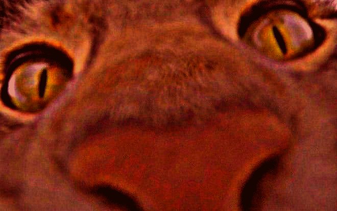 Фотография bolt64